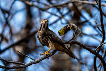 The white-eyed buzzard is a small raptor with distinctive white eyes, brown plumage, and a preference for open habitats across India and Southeast Asia.