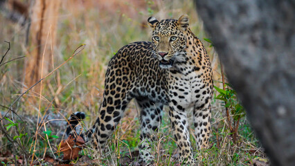 An elusive Indian leopard prowled, its golden coat blending seamlessly with the camouflage of tall grass. With stealth, it stalked its prey, a silent ghost in the wilderness.