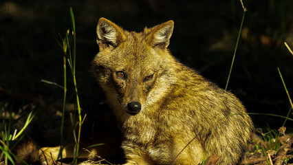 Golden jackals are adaptable canids found in Asia and Africa, known for their opportunistic feeding habits, social behavior, and distinctive howling communication.