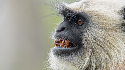 
A male gray langur showing its teeth is displaying a threat or dominance gesture, characterized by its silvery-gray fur, black face, and prominent canine teeth used in social interactions and defense