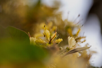 Bauhinia vahlii flowers are fragrant and white, blooming in clusters. They have five petals and prominent stamens, adding beauty to tropical forests where they thrive.