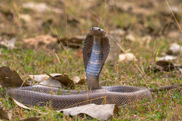 The Central Indian spectacled cobra, distinguished by its hood markings resembling spectacles, is a venomous snake native to India. It plays a crucial role in the ecosystem and cultural beliefs.