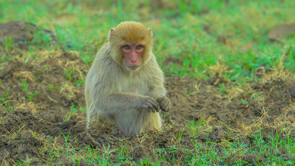 Rhesus macaques are Old World monkeys known for their reddish-brown fur and distinctive faces,...