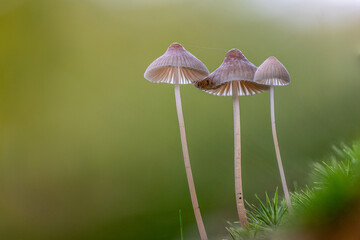 Close-up of three tiny bleeding helmet mushrooms (Mycena haematopus) standing together in moss