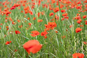 Fototapeta premium A meadow with many poppy blossom (papaver)