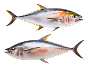 Two fresh tuna fish on a white background, perfect for culinary and marine life themes in stock photography.