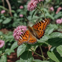 Obraz premium Summer monarch butterfly enjoying nectar from wildflowers in a garden 