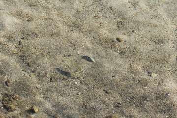Lone Tropical Fish Swimming In Shallow Water Papeete