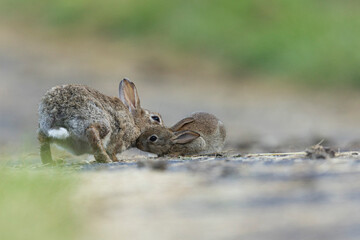 lapins de garenne