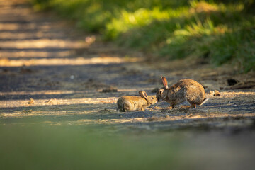 lapins de garenne