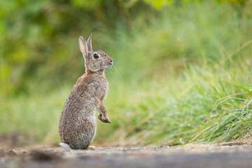 lapins de garenne
