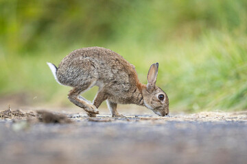 lapins de garenne