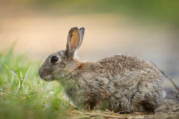 lapins de garenne