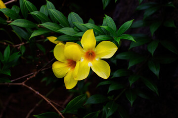 Yellow Tropical Flowers With Orange Center Moorea