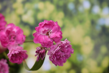 Pink carnation flowers on a blurred green background. Close-up. Selective focus. Place for an inscription.