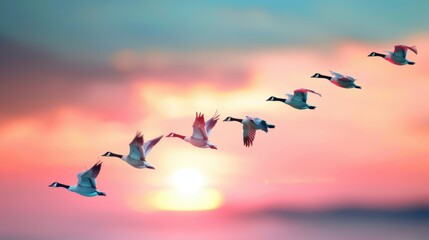 Obraz premium A flock of geese flying in formation against a dramatic sunset sky.