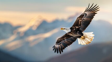 Fototapeta premium A majestic bald eagle soaring high above a mountain range, with snow capped peaks in the background.