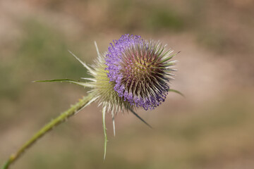 Thistle blossom with encircling crown of delicate flowers.