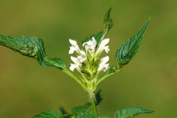 Close up white flowers of Galeopsis tetrahit, the common hemp-nettle or brittlestem hempnettle. Family Lamiaceae. Summer, July, Netherlands.
