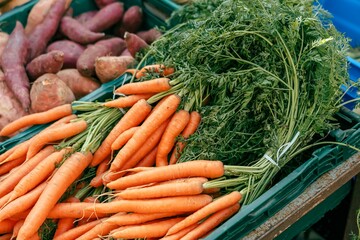 A green crate overflowing with fresh carrots, their leafy tops spilling out. In the background, a pile of sweet potatoes.