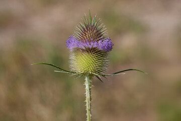Thistle blossom with encircling crown of delicate flowers.