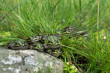 Large group of green european frogs sitting close together around some grass