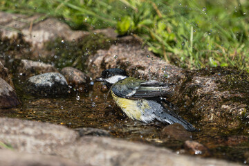 Side view of a cute bathing great tit bird with lots of water spray in the air