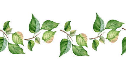 Branch of apricot tree with leaves in watercolor on seamless banner isolated. Apple tree branch hand drawn on repeating border. Element for wedding invitation, card, packaging, label product.