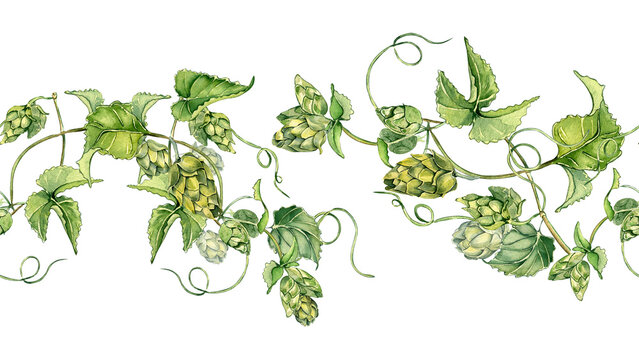 Hop cones on vine with leaves in watercolor on seamless border isolated. Humulus plant in botanical style. Repeating branch of hop hand drawn. Elements for beer festival, textile, label, Octoberfest.