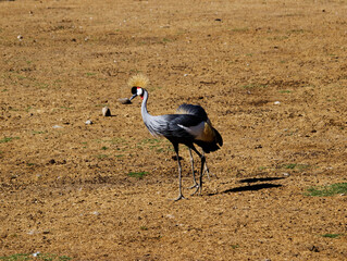 Grey Crowned Cranes Walking In Dirt Field
