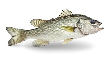Obraz premium One fresh sea bass fish isolated on white background