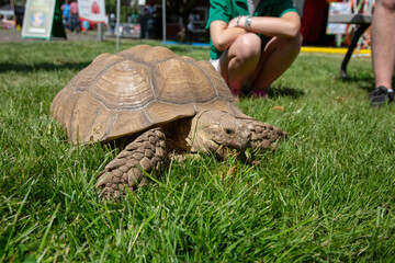 An eye level close up perspective of a African spurred tortoise on grass with the partial view of two people in the background on a sunny day