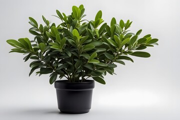 Obraz premium Indian laurel plant in pot plain background, AI generated