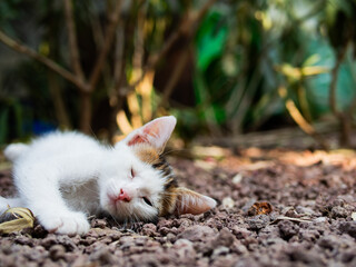 white kitten playing and sleeping among the trees