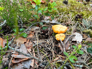 Small chanterelles growing in green moss in a pine forest