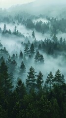 Fototapeta premium Mesmerizing Aerial View of Misty Forest: Towering Pines and Cedars Emerging from Fog. Mysterious and Moody Landscape with Rocky Outcrops. Perfect for Nature Enthusiasts, Adventure Seekers, and Atmosph