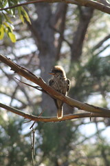 Kookaburra in a tree 