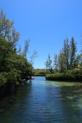 River in the tropical forest