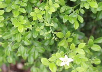 close up of a plant