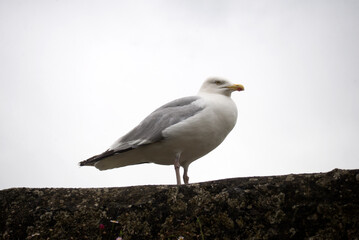 portrait of seagull standing on stoned wal on cloudy sky background