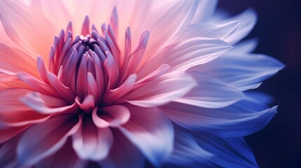 Obraz premium Close-up of a Soft Pink and Blue Dahlia Flower - A close-up image of a dahlia flower, showcasing its delicate petals in shades of pink and blue, symbolizing beauty, nature, fragility, growth, and colo