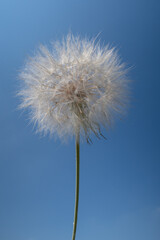 Tragopogon porrifolius Oyster Plant Salsify flower petals