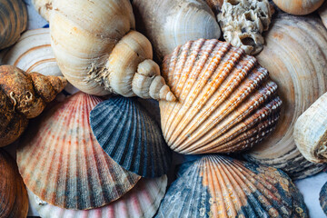 A collection of shells collected on beaches in Ireland