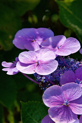 Obraz premium garden hydrangea