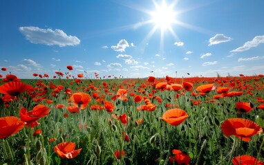 Fototapeta premium Blooming Field of Poppies under Sunny Blue Sky