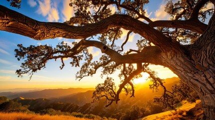 Fototapeta premium Ancient oak tree with a deeply textured trunk and branches, set against a backdrop of a vivid sunset