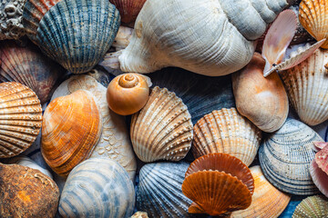 A collection of shells collected on beaches in Ireland