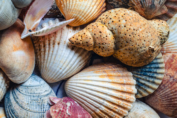 A collection of shells collected on beaches in Ireland