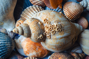 A collection of shells collected on beaches in Ireland