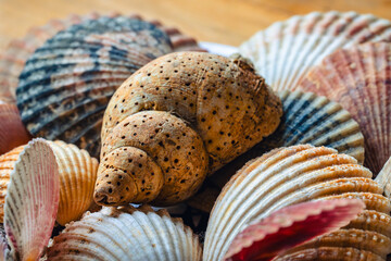 A collection of shells collected on beaches in Ireland